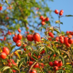 Hunderose, Rosa canina