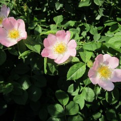 Hunderose, Rosa canina