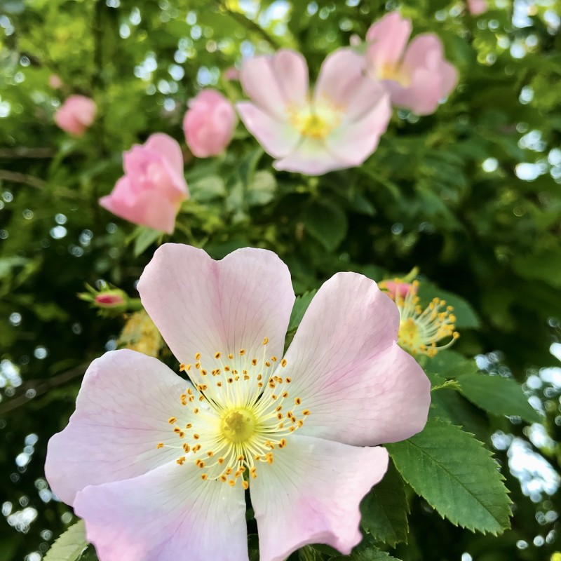 Blågrøn Rose, Rosa dumalis