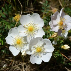 Rosa multiflora_