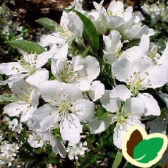 Malus sargentii Tina - Dværg Paradisæble / 80 cm. stamme.