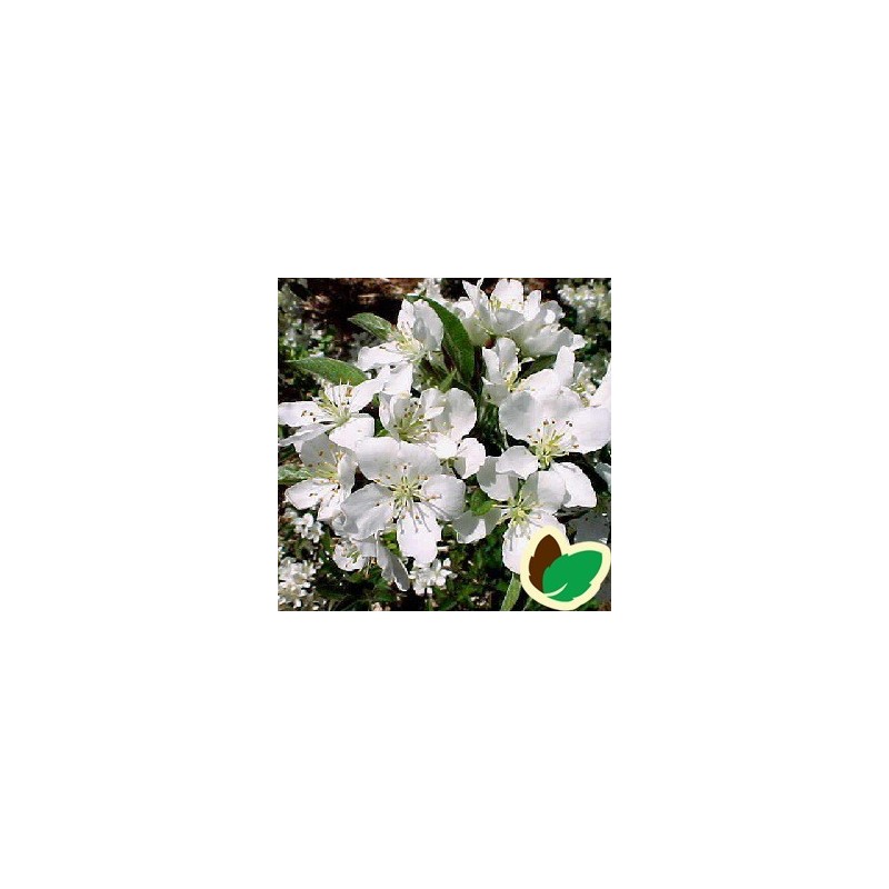 Malus sargentii Tina - Dværg Paradisæble / 80 cm. stamme.