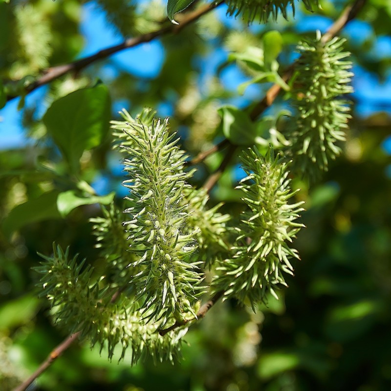 Gråpil, Salix cinerea
