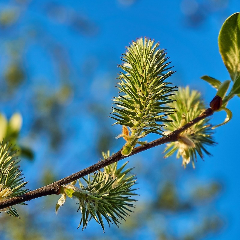 Gråpil 60-100 cm. - Bundt med 10 stk. barrodsplanter - Salix cinerea