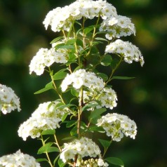 Buketspiræa, Spiraea vanhouttei