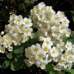 Buketspiræa, Spiraea vanhouttei