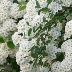 Buketspiræa, Spiraea vanhouttei