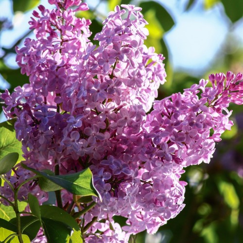 Almindelig Syren, Syringa vulgaris