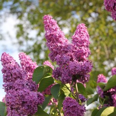 Almindelig Syren, Syringa vulgaris