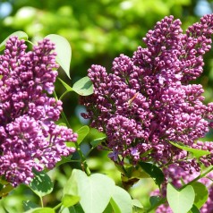 Almindelig Syren, Syringa vulgaris