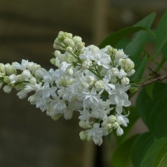 Syringa Vulgaris Alba, Hvid Syren