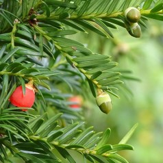 Taks, Taxus baccata