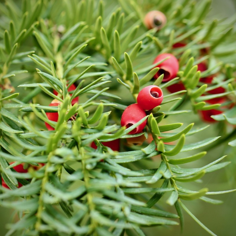 Taks, Taxus baccata