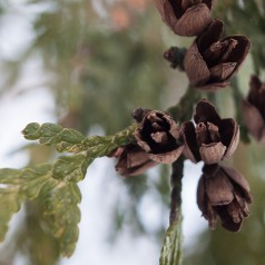 Hækthuja, Thuja occidentalis