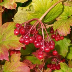 Viburnum opulus - Kalkved