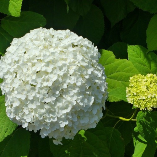 Viburnum opulus - Kalkved