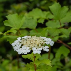 Viburnum opulus - Kalkved