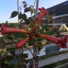 Campsis radicans Flamenco / Trompetblomst