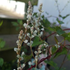 Fallopia aubertii / Arkitektens trøst