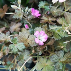 Geranium oxonianum Orkney Cherry - Storkenæb