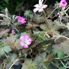 Geranium oxonianum Orkney Cherry - Storkenæb