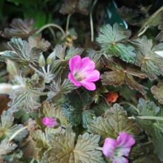 Geranium oxonianum Orkney Cherry - Storkenæb