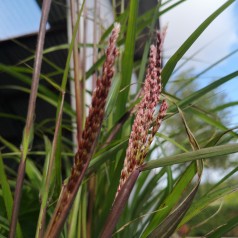 Miscanthus sinensis Dronning Ingrid / Elefantgræs