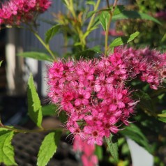 Spiraea bumalda Anthony Waterer