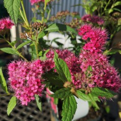 Spiraea bumalda Anthony Waterer