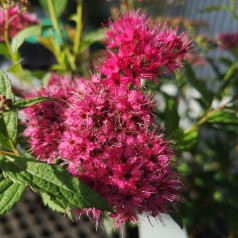 Spiraea bumalda Anthony Waterer