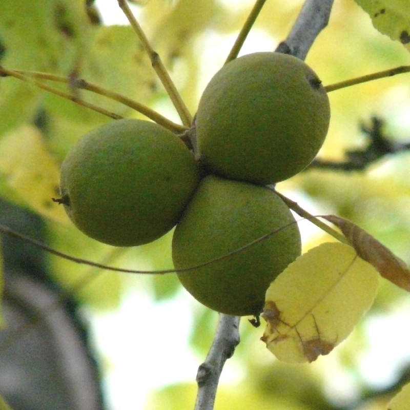 Valnød Fernor - Juglans regia Fernor