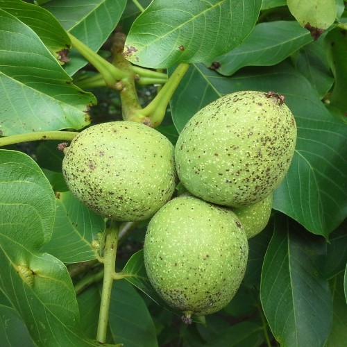 Valnød Lara - Juglans regia Lara