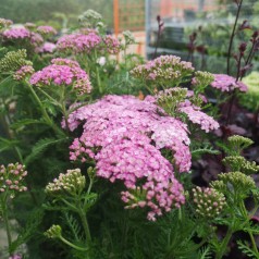 Achillea millefolium Apfelblüte - Røllike