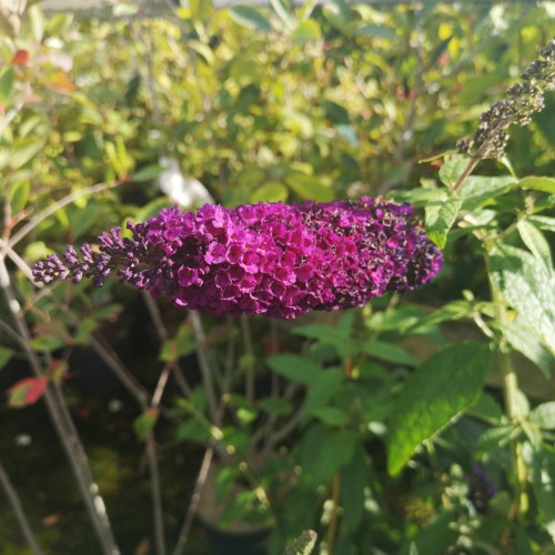 Buddleja davidii African Queen / Sommerfuglebusk