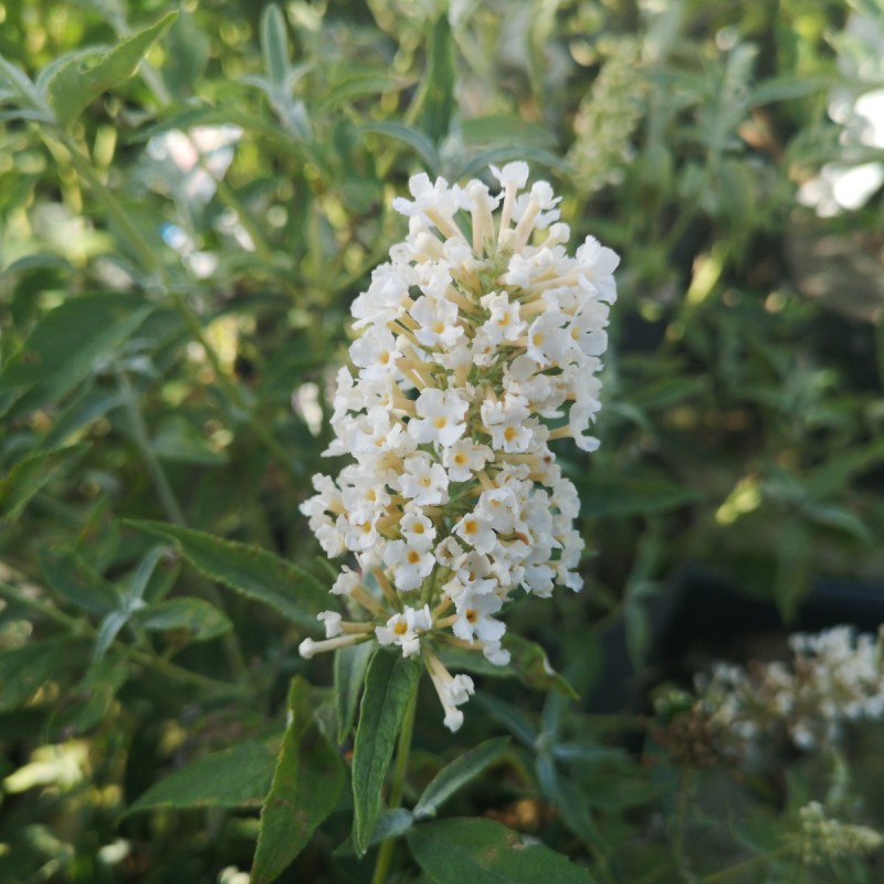 Buddleja davidii Buzz Ivory - Dværg Sommerfuglebusk Buddleja davidii Buzz Ivory - Dværg Sommerfuglebusk