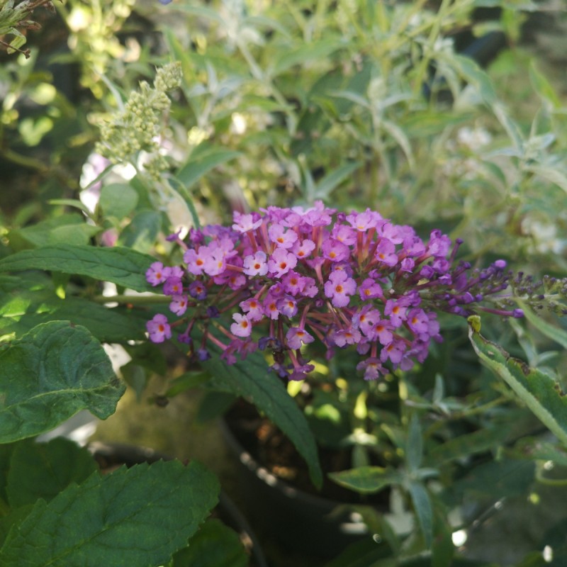 Buddleja davidii Buzz Pink Purple - Dværg Sommerfuglebusk Buddleja davidii Buzz Pink Purple - Dværg Sommerfuglebusk