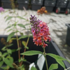 Buddleja davidii Flower Power ( Bicolor ) / Sommerfuglebusk