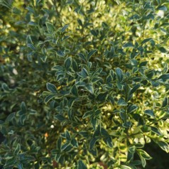 Buxus sempervirens Elegans - Hvidbroget Buksbom