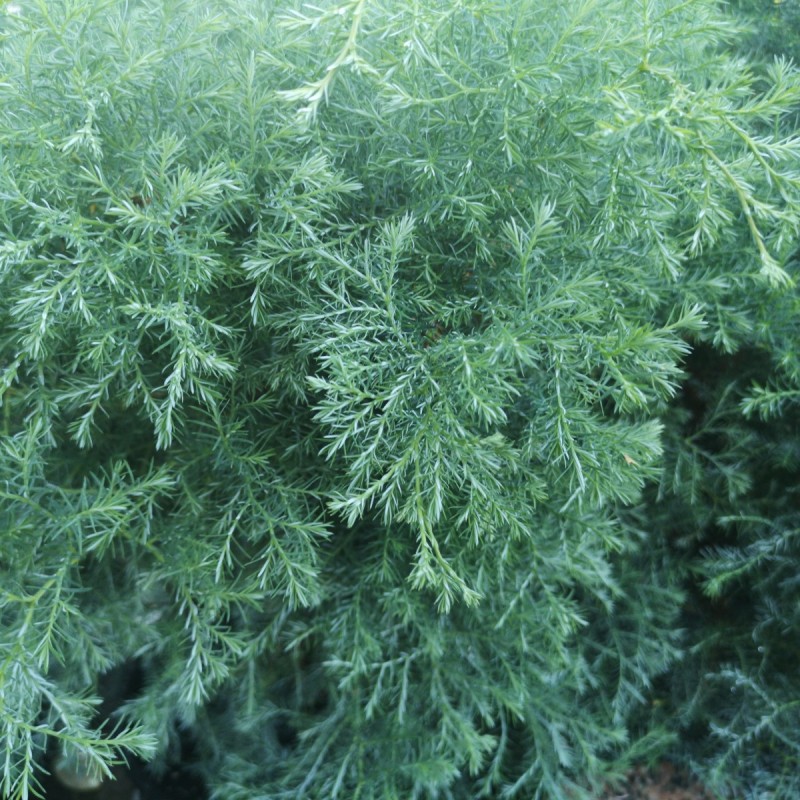 Chamaecyparis Pisifera Squarrosa / Blød enebær