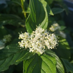 Cornus sericea Flaviramea - Gul Kornel