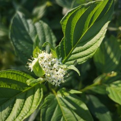 Cornus sericea Flaviramea - Gul Kornel