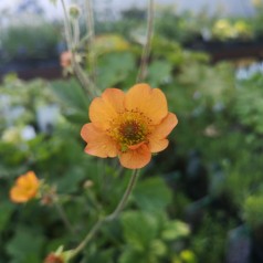 Geum hybrid Totally Tangerine / Nellikerod