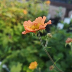 Geum hybrid Totally Tangerine / Nellikerod