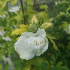 Hibiscus syriacus Admiral Dewey / Syrisk Rose