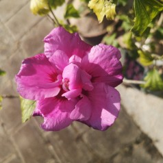 Hibiscus syriacus Ardens - Syrisk Rose