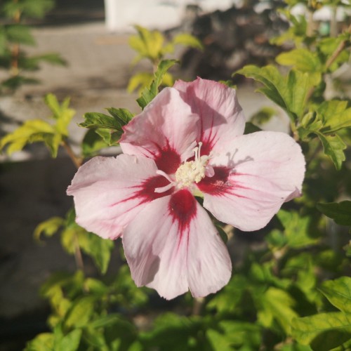 Hibiscus syriacus Hamabo / Syrisk Rose