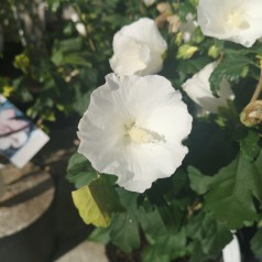 Hibiscus syriacus Totus Albus / Syrisk Rose