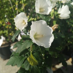 Hibiscus syriacus Totus Albus / Syrisk Rose