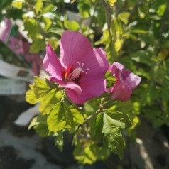 Hibiscus syriacus Woodbridge / Syrisk Rose