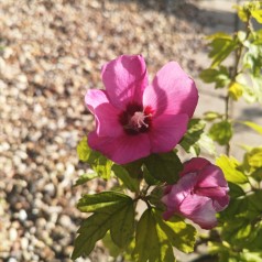Hibiscus syriacus Woodbridge / Syrisk Rose